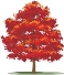 осеннее дерево, осень, красное дерево - завантажити безкоштовно рендер на  Artage.io